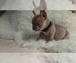 Puppy Puppy 1 black French Bulldog