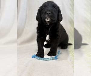 Labradoodle Puppy for sale in PRESCOTT VALLEY, AZ, USA