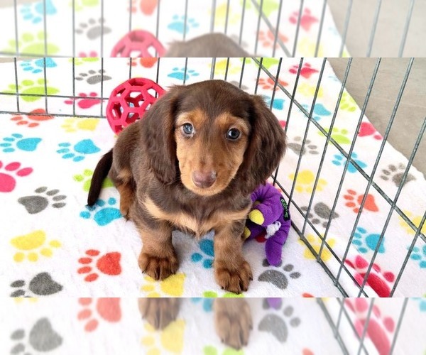 Medium Photo #1 Dachshund Puppy For Sale in ORO VALLEY, AZ, USA