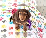 Small Dachshund