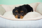 Small Photo #6 Yorkshire Terrier Puppy For Sale in LA MIRADA, CA, USA