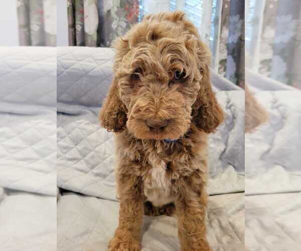 Medium Photo #9 Goldendoodle Puppy For Sale in WASHINGTON, DC, USA