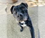 Small #2 Staffordshire Bull Terrier