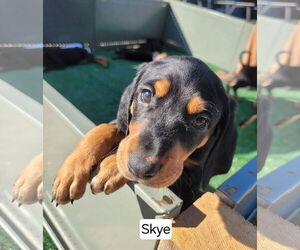 Bluetick Coonhound-Doberman Pinscher Mix Dogs for adoption in Minneaoplis, MN, USA