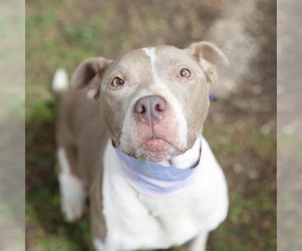 Medium Photo #1 American Staffordshire Terrier-Unknown Mix Puppy For Sale in San Antonio, TX, USA