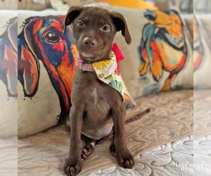 Mutt Dogs for adoption in Washington, DC, USA
