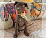 Small Mutt