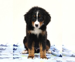 Bernese Mountain Dog Dog for Adoption in FREDERICKSBURG, Ohio USA