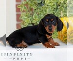 Brickle - Male Dachshund Puppy for Sale - Photo #2