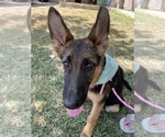 Small Photo #5 German Shepherd Dog Puppy For Sale in AUSTIN, TX, USA
