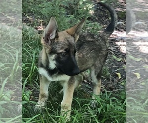 German Shepherd Dog Puppy for Sale in PLEASANT HILL, Missouri USA
