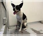 Small Staffordshire Bull Terrier