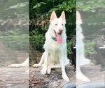 Small #38 Gerberian Shepsky
