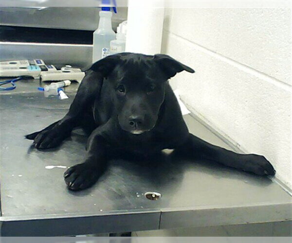 Medium Photo #1 Mutt Puppy For Sale in Fayetteville, NC, USA