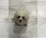 Small Photo #1 Maltipoo (Miniature) Puppy For Sale in PALMDALE, CA, USA