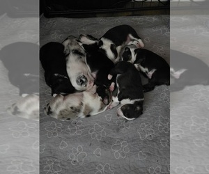 Miniature American Shepherd Litter for sale in VANCOUVER, WA, USA