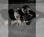 Image preview for Ad Listing. Nickname: Litter of 7