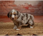 Puppy Charlie Australian Shepherd