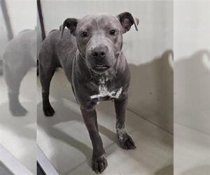 Mutt Dogs for adoption in Bakersfield, CA, USA