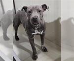 Small Mutt