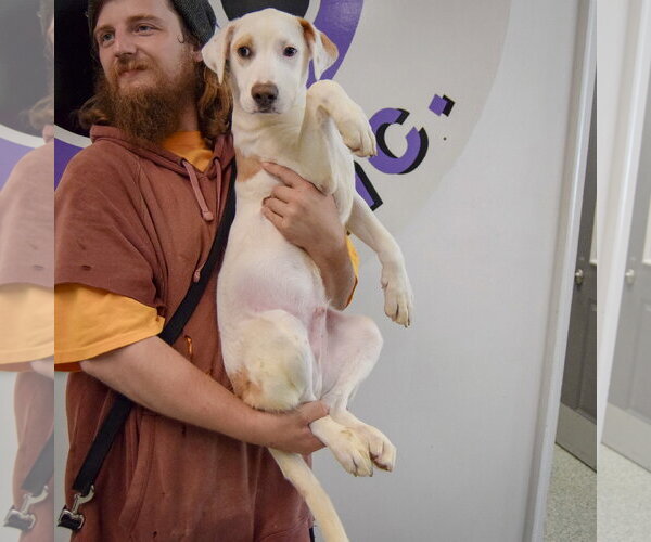 Medium Photo #4 Pointer-Unknown Mix Puppy For Sale in Huntley, IL, USA