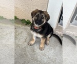 Small #2 German Shepherd Dog