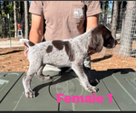Puppy Puppy 1 German Wirehaired Pointer