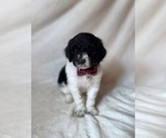 Small #1 Goldendoodle