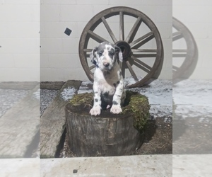 Great Dane Puppy for sale in SHIPSHEWANA, IN, USA