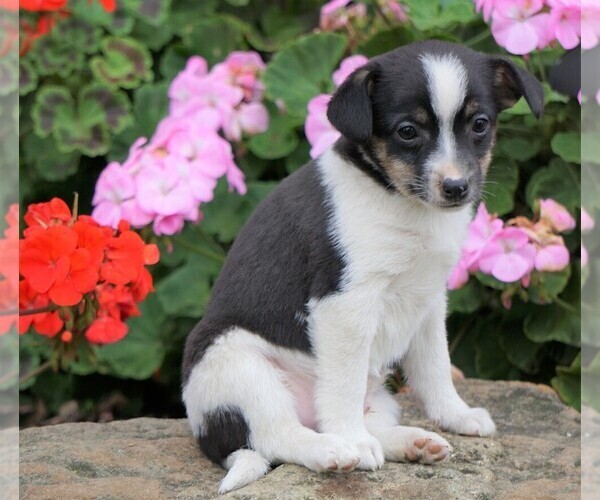 Medium Photo #2 Fox Terrier (Toy) Puppy For Sale in FREDERICKSBG, OH, USA