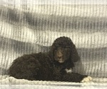 Small #18 Poodle (Standard)