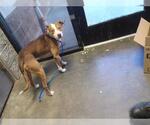 BOOGER - Male Mutt Dog for Adoption - Small photo