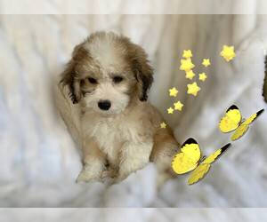 Maltese-Maltipoo Mix Puppy for sale in SAN FRANCISCO, CA, USA