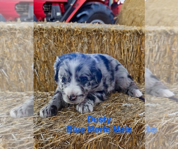 Medium Photo #2 Australian Shepherd Puppy For Sale in WILLIAMS, AZ, USA