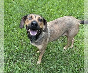 Labrador Retriever-Unknown Mix Dogs for adoption in Princeton, MN, USA