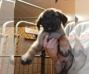 Boerboel Puppy for sale in MILTON, FL, USA