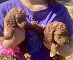 Small #3 Labradoodle
