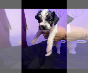Border Terrier Puppy for sale in PHOENIX, AZ, USA