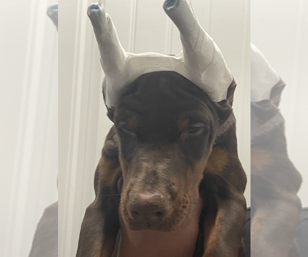 Medium Photo #1 Doberman Pinscher Puppy For Sale in COLORADO SPRINGS, CO, USA