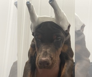 Doberman Pinscher Puppy for sale in COLORADO SPRINGS, CO, USA