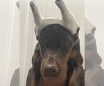 Small Doberman Pinscher