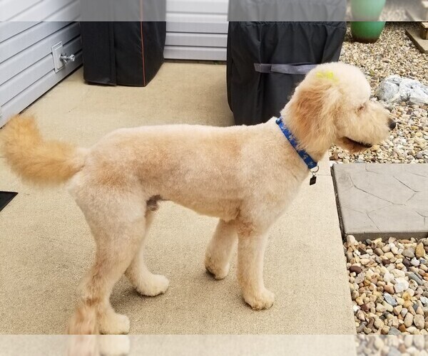 Medium Photo #1 Goldendoodle Puppy For Sale in EAST PEORIA, IL, USA