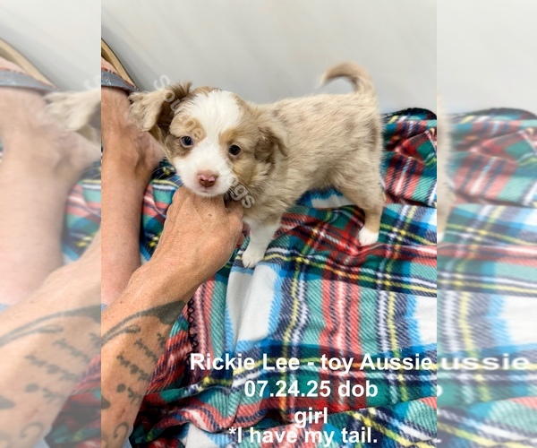 Medium Photo #1 Miniature Australian Shepherd Puppy For Sale in EXETER, MO, USA