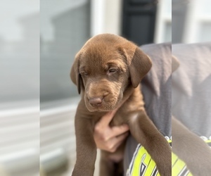 Medium Labrador Retriever