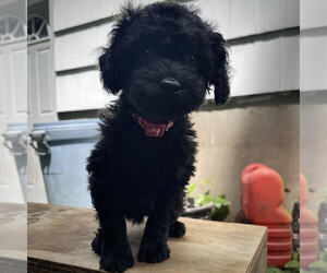 Poodle (Toy) Puppy for sale in NEW MILFORD, NJ, USA