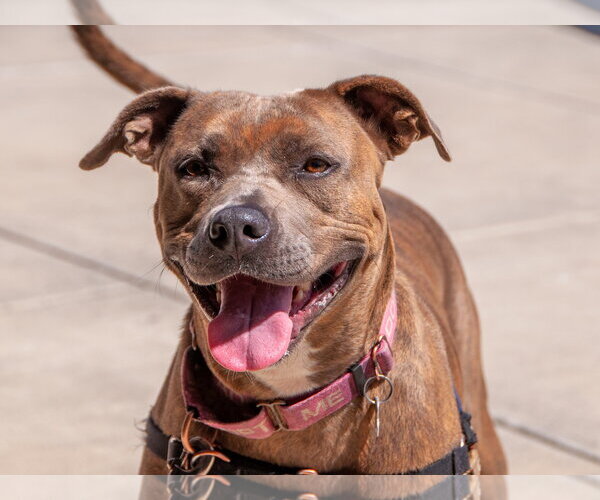 Medium Photo #5 American Pit Bull Terrier-Unknown Mix Puppy For Sale in San Jose, CA, USA