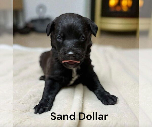 Medium Photo #3 Borador Puppy For Sale in GILBERTS, IL, USA