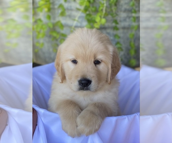 Medium Photo #1 Golden Retriever Puppy For Sale in COTTONDALE, FL, USA