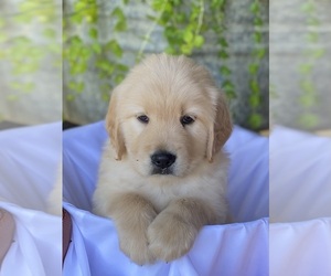 Golden Retriever Puppy for Sale in COTTONDALE, Florida USA