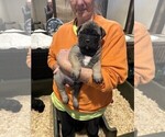 Puppy Hercules Bullmastiff